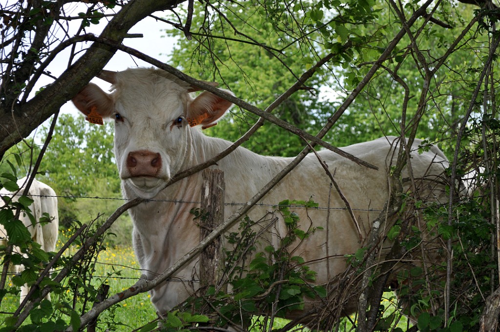 594  Lucenay en Mai2012(Photo Ute )